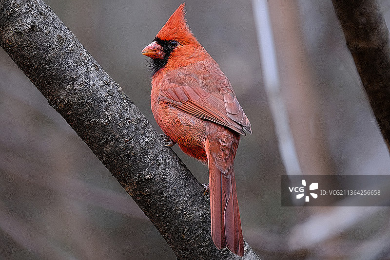 栖息在树枝上的红雀特写图片素材
