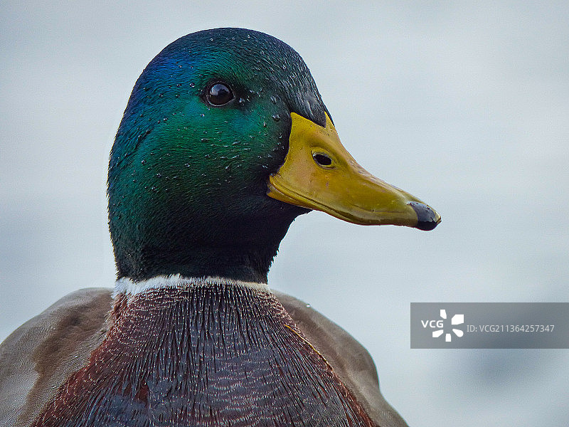 拉脱维亚湖中游泳的绿头鸭特写图片素材