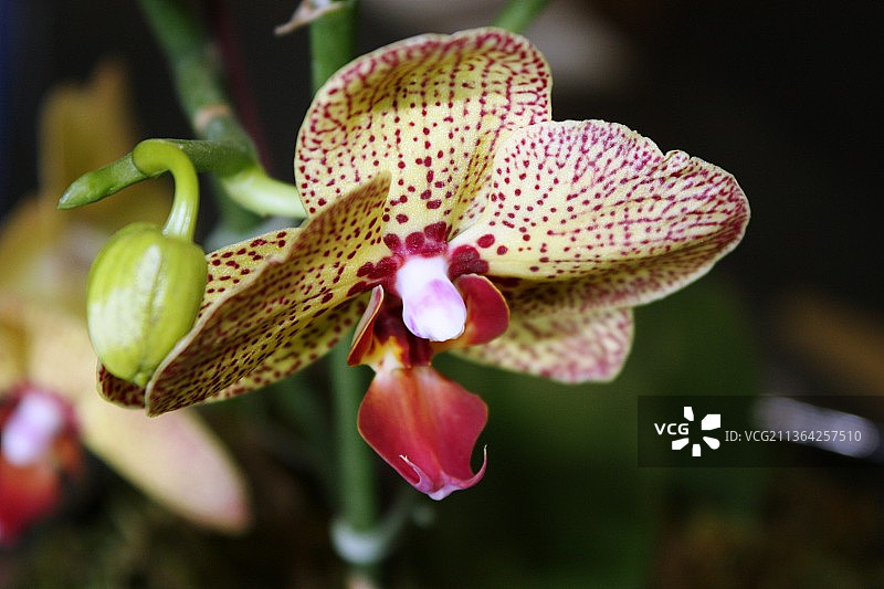 粉色兰花特写图片素材