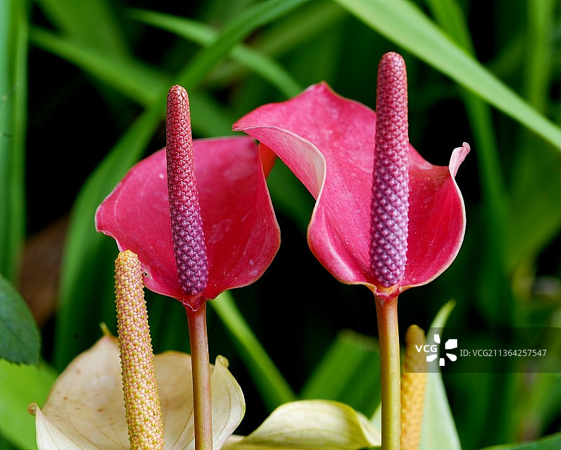 红色湿花卉植物特写图片素材