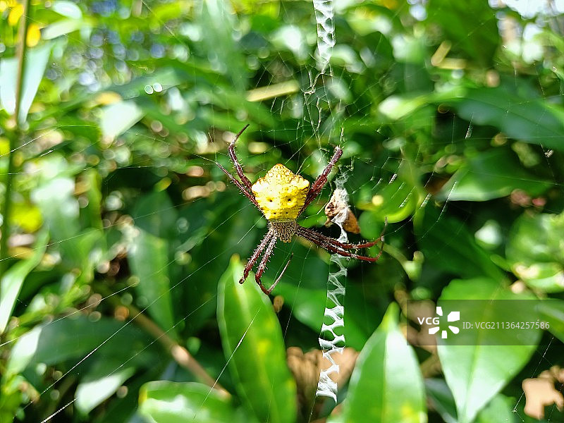 夏日花朵，蜘蛛网上蜘蛛特写图片素材