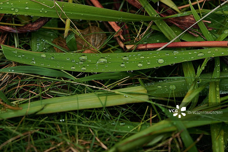 雨后，田野湿草特写图片素材