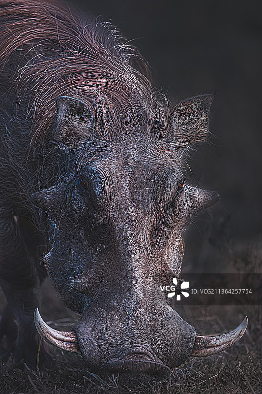 肯尼亚马赛马拉国家保护区的疣猪特写图片素材