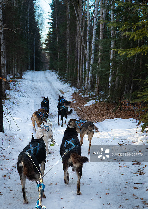狗在雪地里行走的背影，美国阿拉斯加州费尔班克斯图片素材