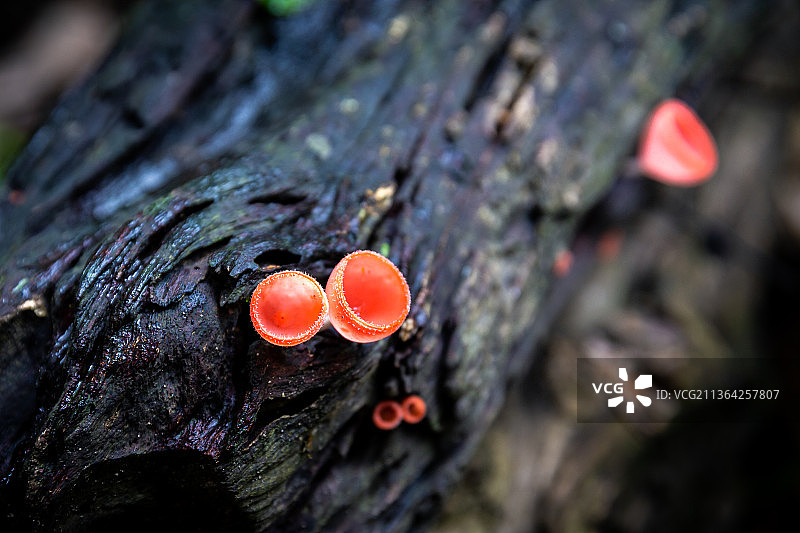 湿木上盛开的粉色燃烧杯图片素材