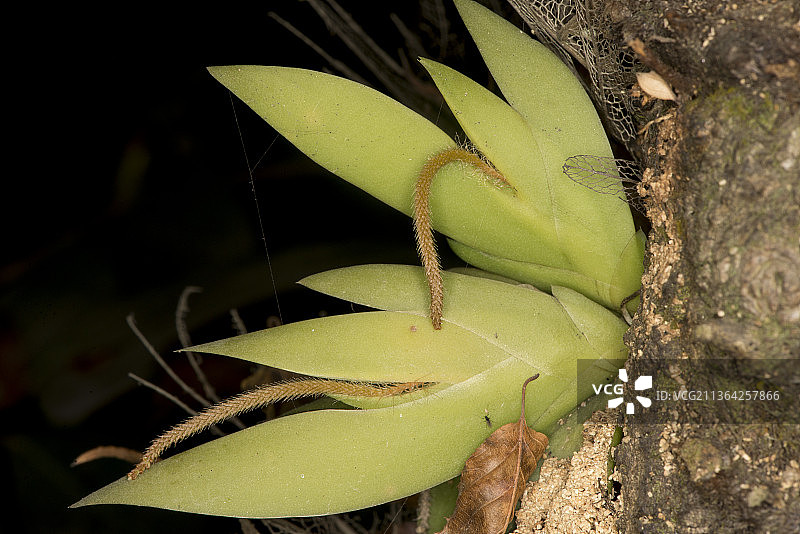 新鲜绿色植物特写，尼泊尔苏里亚比纳亚克图片素材
