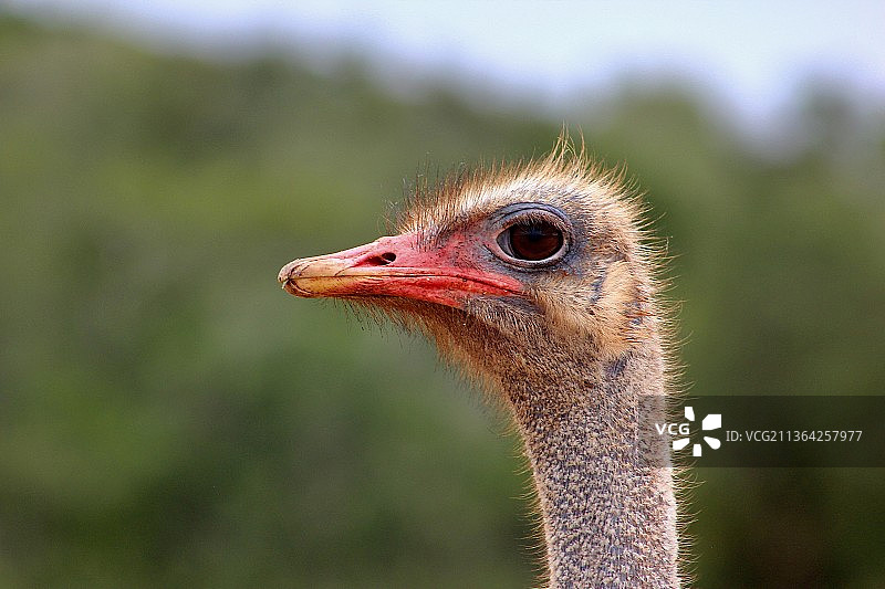 非洲野生动物，鸵鸟的特写，南非图片素材