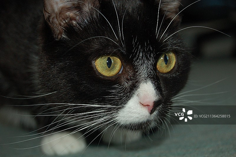 在美国北卡罗来纳州地毯上玩耍的可爱小猫图片素材