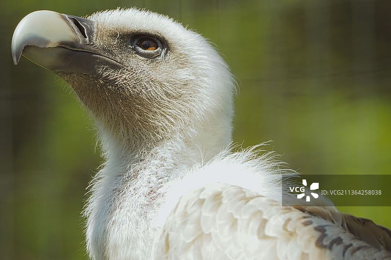 秃鹫特写图片素材