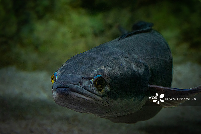 湖中游动的鱼的特写图片素材