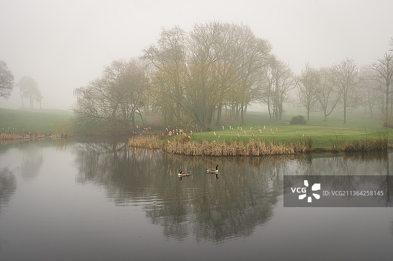 英国布罗克斯本湿地风光与鹅群图片素材