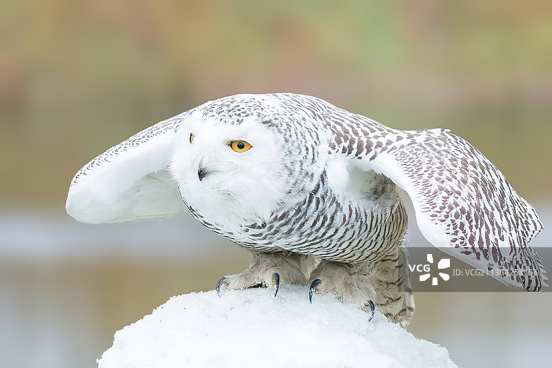 雪鸮，雌性雪鸮，De Valk Roofvogels，荷兰图片素材