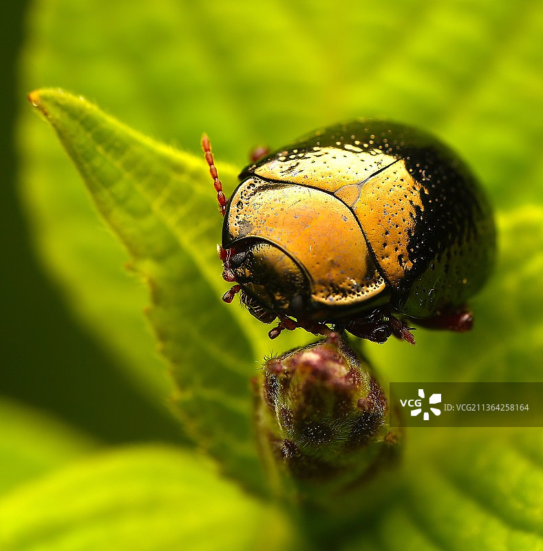 昆虫在叶子上的特写图片素材