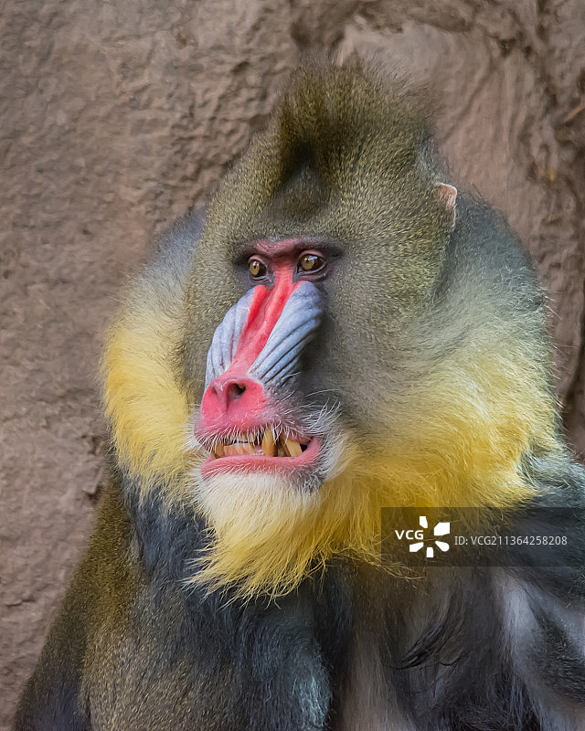 山魈肖像特写，美国亚利桑那州凤凰城图片素材