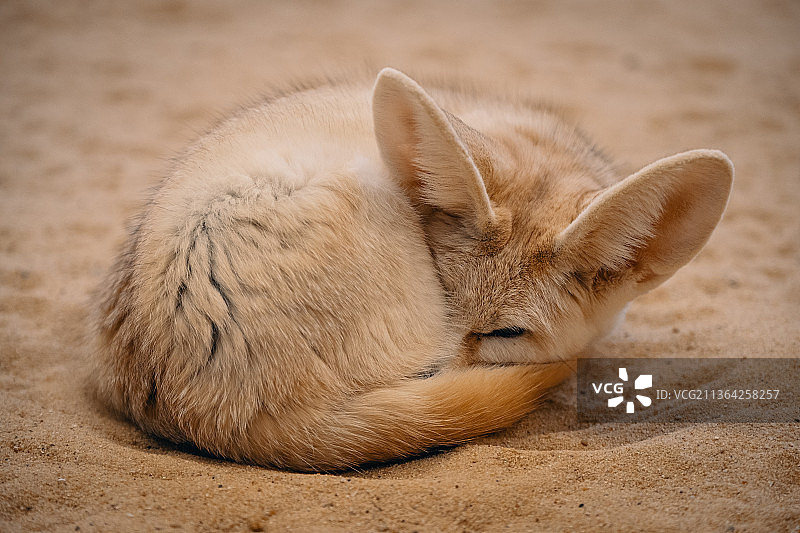 小狐狸，沙地上耳廓狐的特写图片素材
