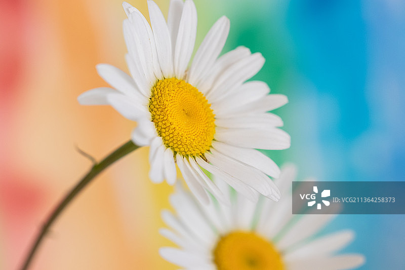 白色雏菊花朵特写，美国威斯康星州图片素材