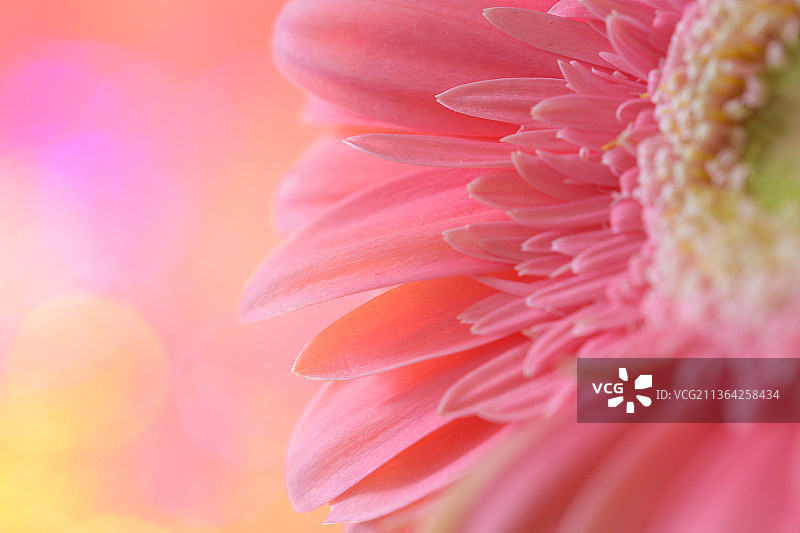 美国威斯康星州梅昆的粉色花朵特写图片素材