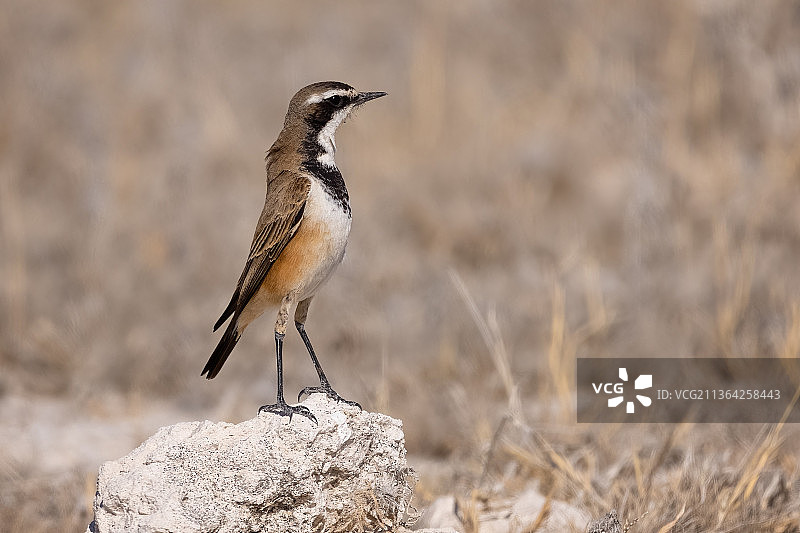 纳米比亚埃托沙国家公园，栖息在岩石上的鸻鸟特写图片素材