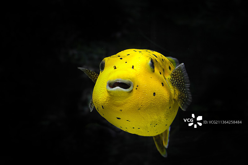 匈牙利布达佩斯水箱中黄色河豚鱼特写图片素材