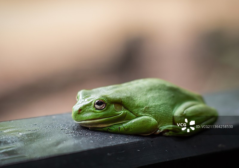 欧洲树蛙在树叶上的特写图片素材