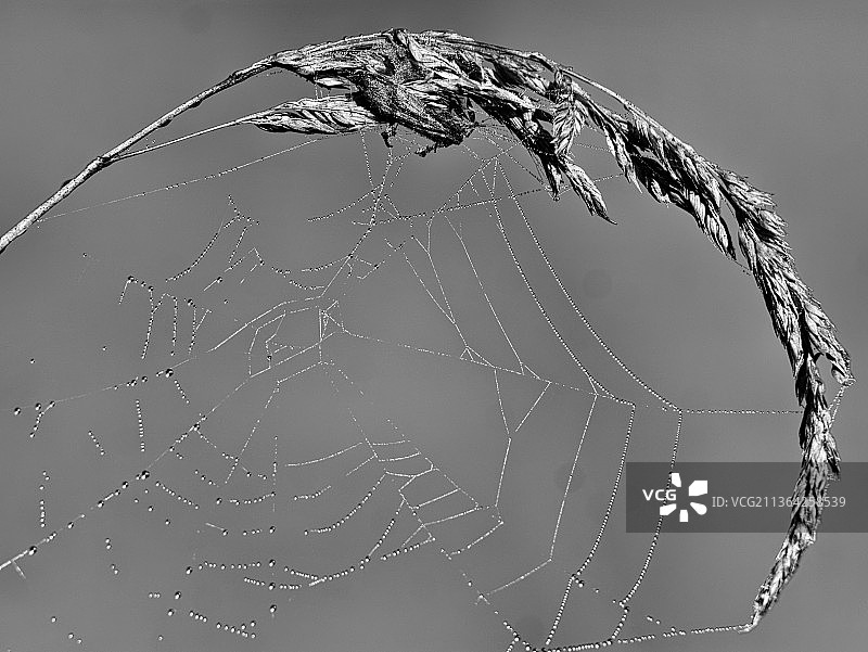 湿蜘蛛网特写，背景为天空图片素材