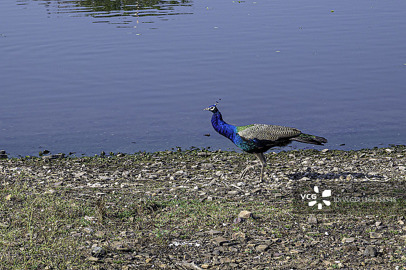 行走中的孔雀，从高角度拍摄栖息在田野上的孔雀，位于印度拉贾斯坦邦伦滕波尔国家公园图片素材