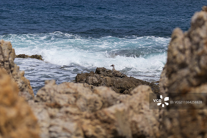 银鸥在海滩岩石上飞溅的波浪，阿尔及利亚斯基克达图片素材