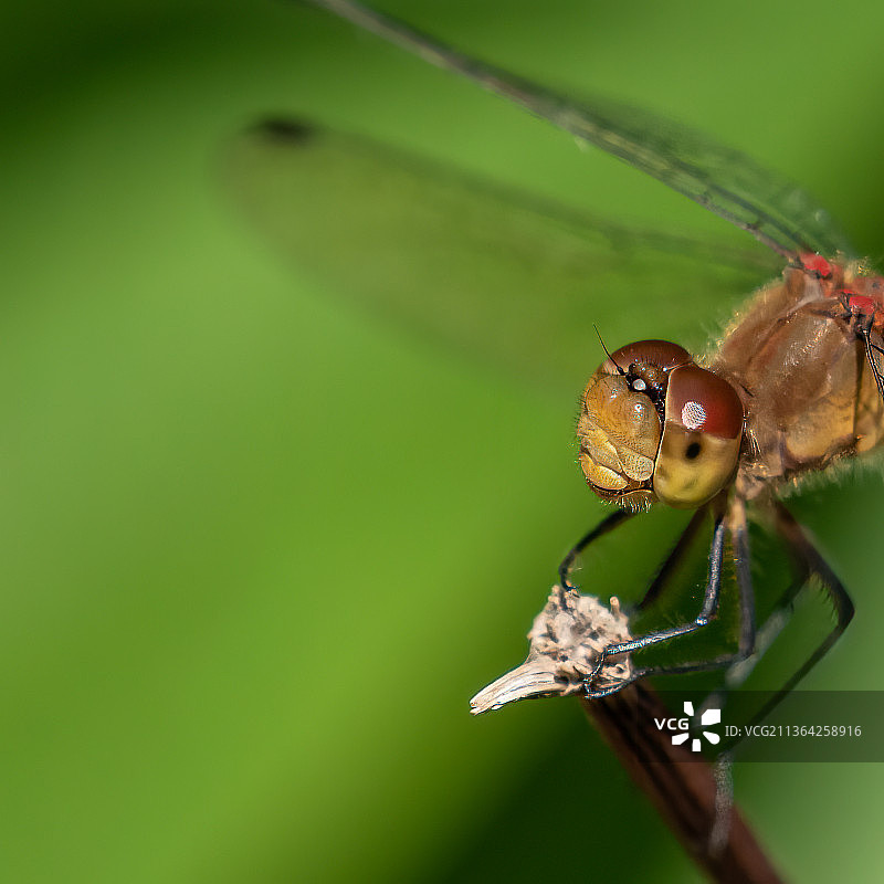 蜻蜓在植物上的特写图片素材