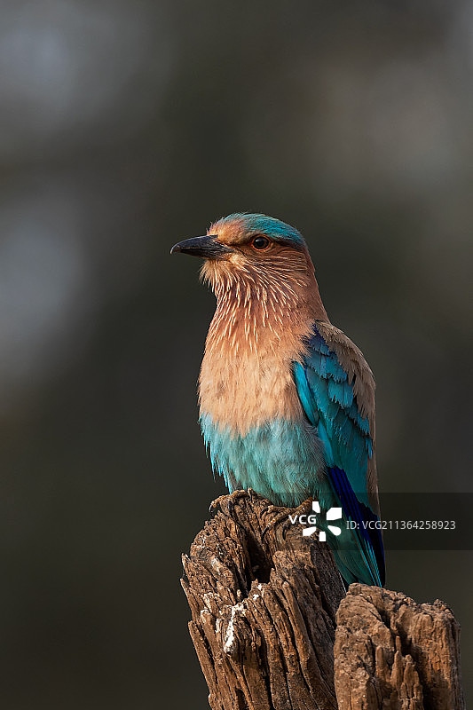 印度戴胜鸟，丁香栖息在木头上，印度特写图片素材