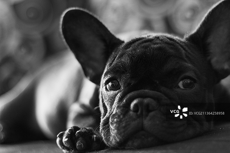 小狗躺在沙发上，法国斗牛犬特写图片素材