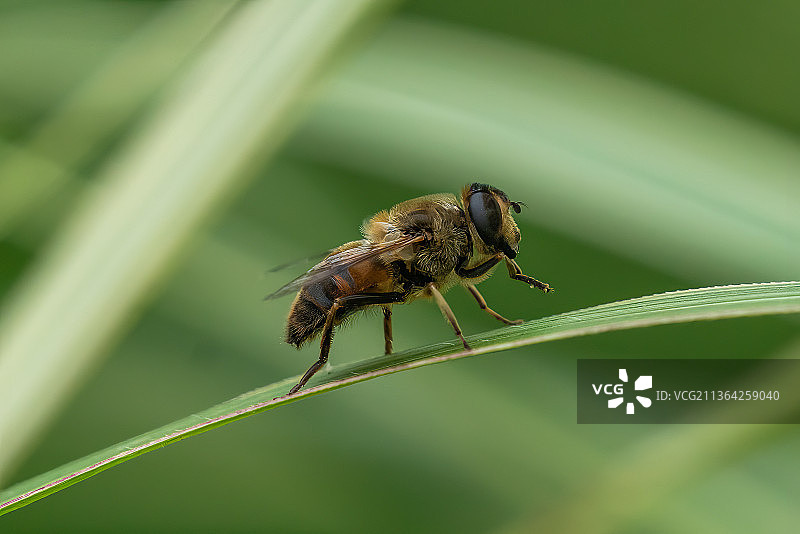 昆虫在叶子上的特写图片素材
