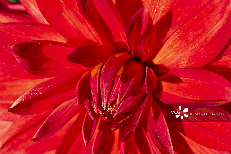 橙红色大丽花特写图片素材