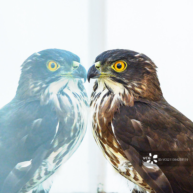 阳台上的幼鹰，鸟类栖息在墙上的特写，香港图片素材