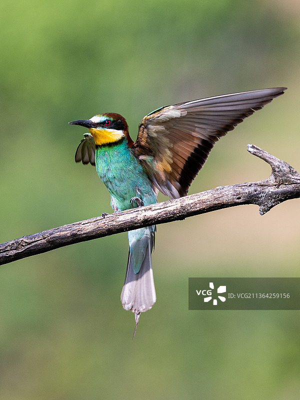 停留在树枝上的欧洲蜜蜂特写，德国图片素材