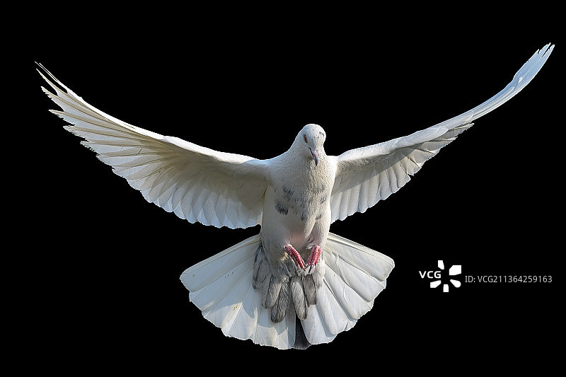 白色鸽子飞翔特写，印度图片素材