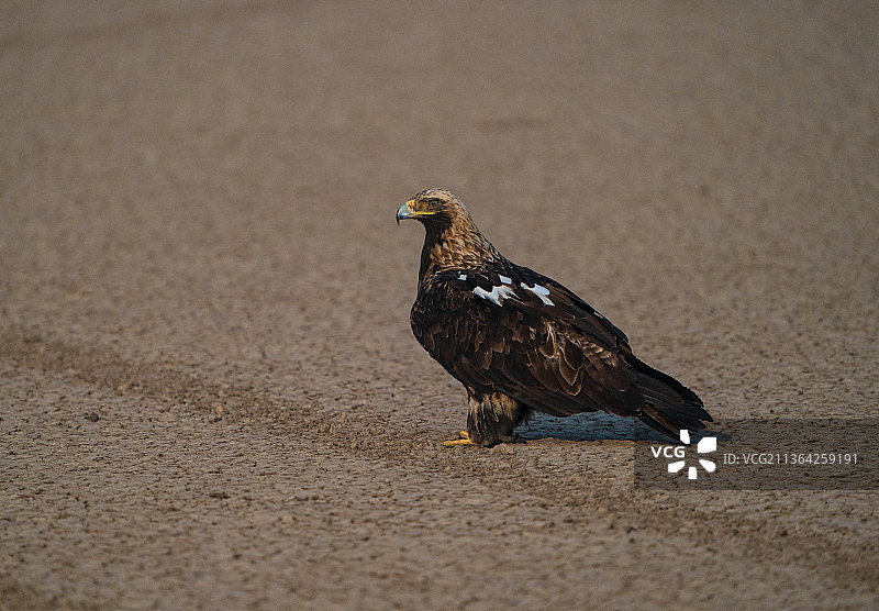 东方 imperial 鹰特写，栖息在沙地上，印度图片素材