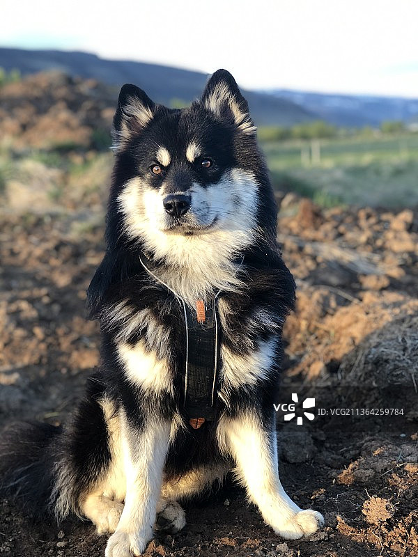 坐在冰岛田野上的阿拉斯加雪橇犬肖像图片素材