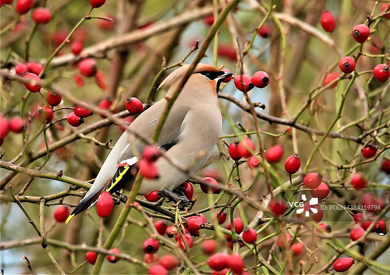 太平鸟与树上的浆果，荷兰，霍克·范·霍兰图片素材