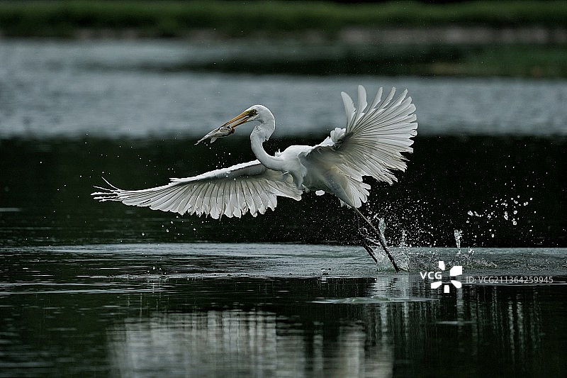 我抓到你了，白鹭飞过湖面的特写图片素材