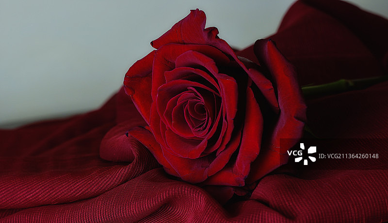 桌上红色玫瑰特写，如丝绒般柔滑图片素材
