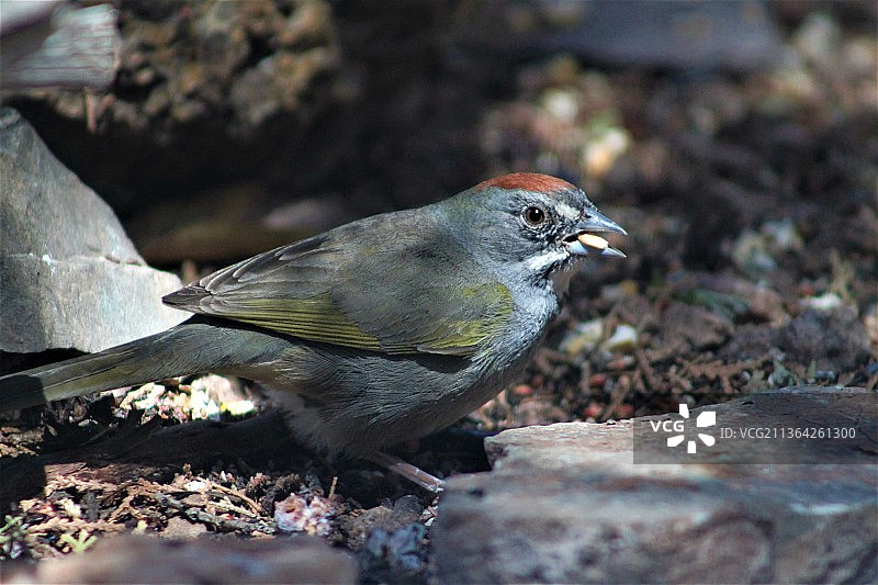歌雀栖息于岩石上特写，亚利桑那州南部，美国图片素材
