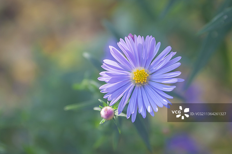 紫色开花植物的特写图片素材