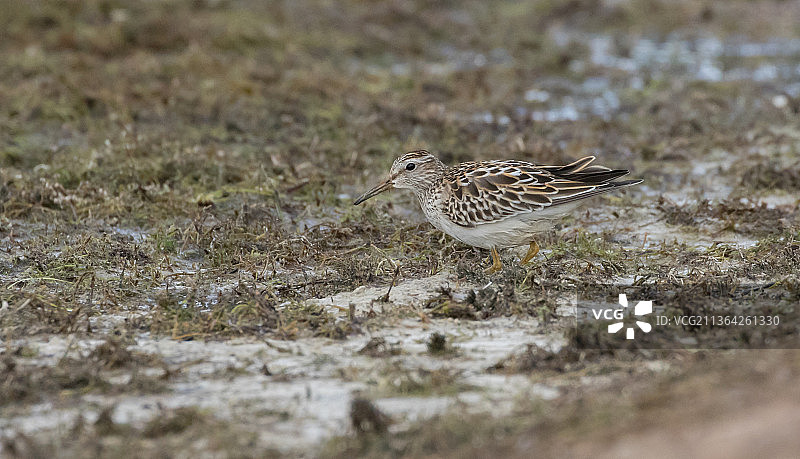 栖息在田野上的斑胸滨鹬特写，英国萨默塞特图片素材