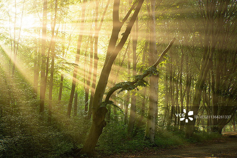 阿姆斯特丹森林的树木图片素材