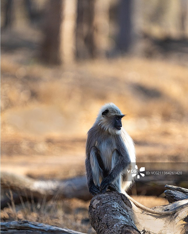 岩石上叶猴特写图片素材