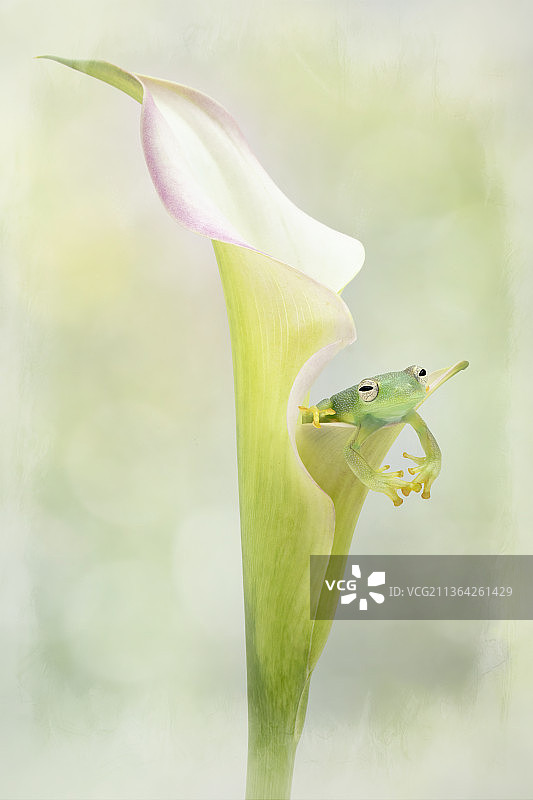 玻璃树蛙在百合花上，美国图片素材