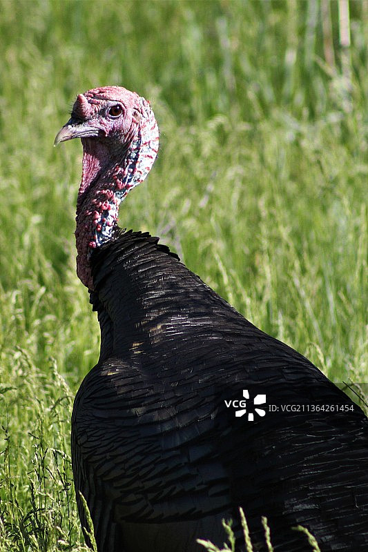 野生火鸡特写，内布拉斯加州，美国图片素材