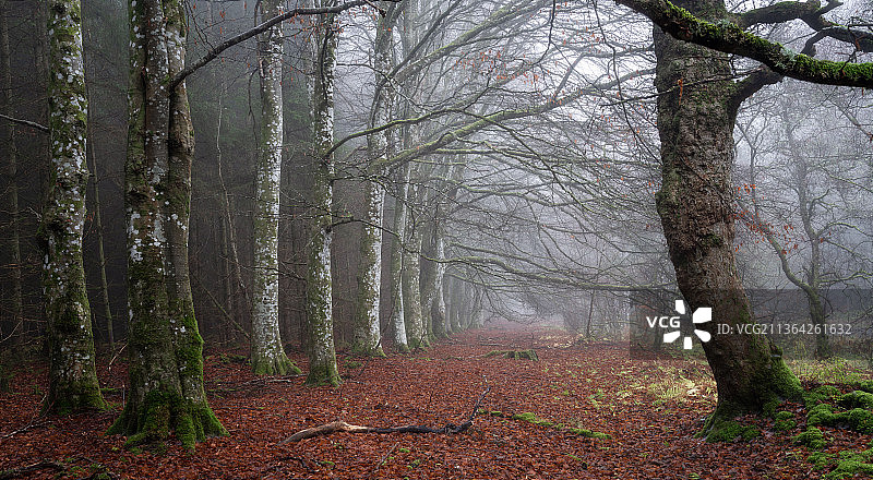 秋季森林中的橡树和山毛榉树木，英国图片素材