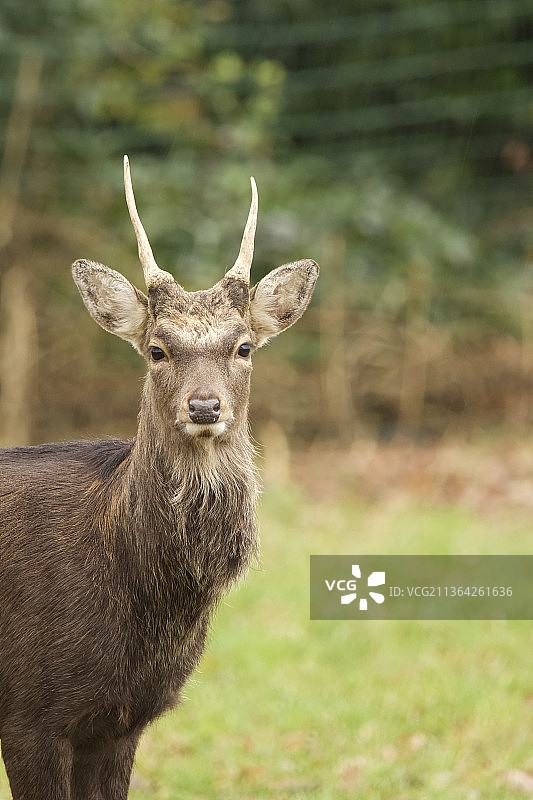 站在田野上的红鹿肖像图片素材