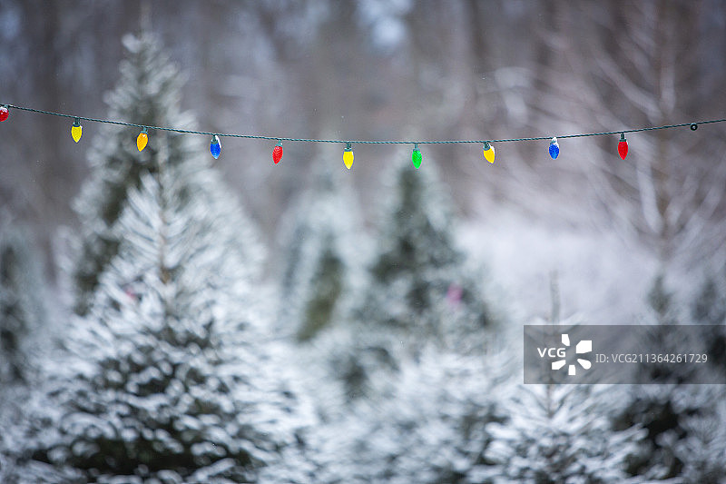圣诞树农场特写：圣诞装饰悬挂在树上图片素材